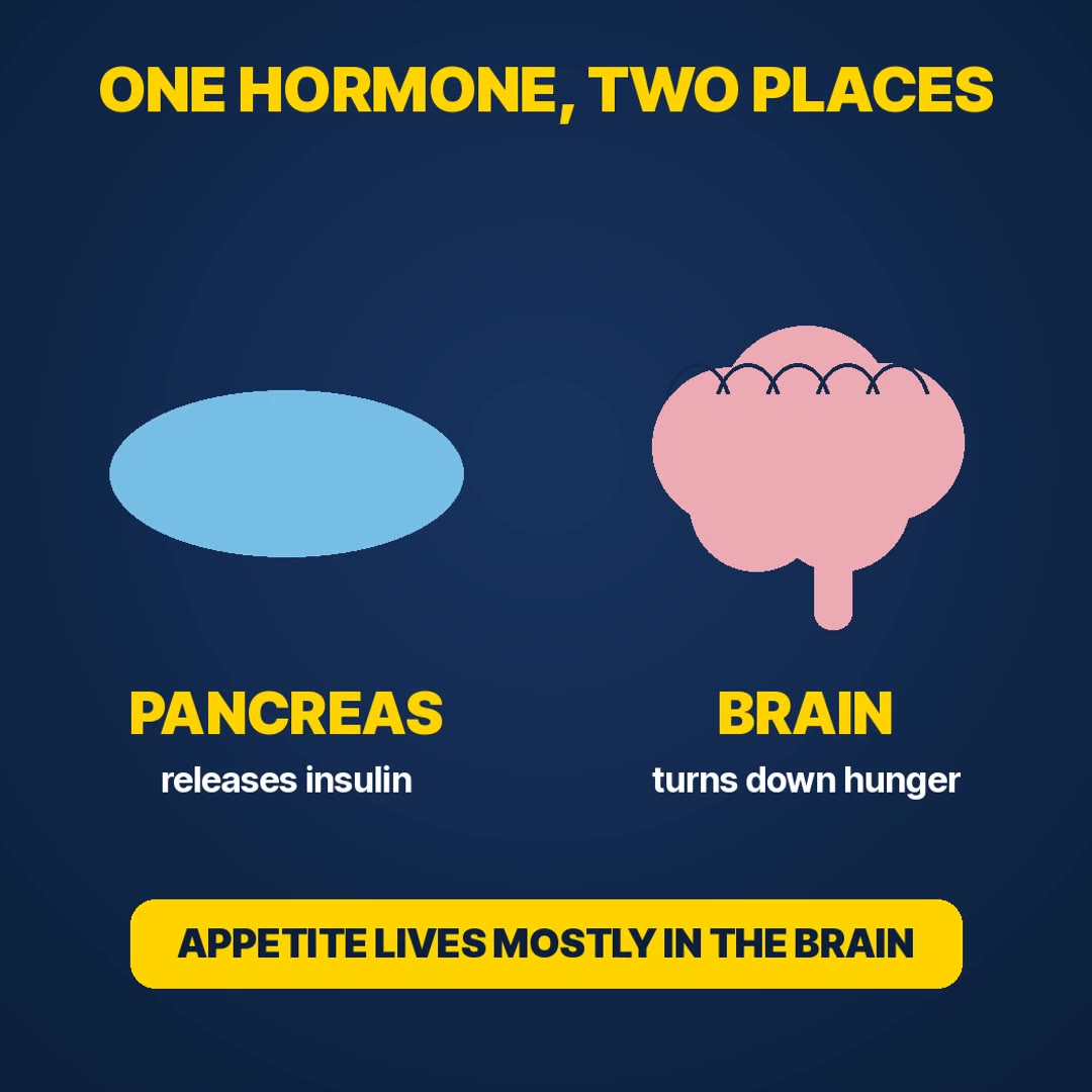 Explainer: GLP-1 talks to the pancreas about insulin and to the brain about hunger